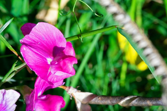 lathyrus