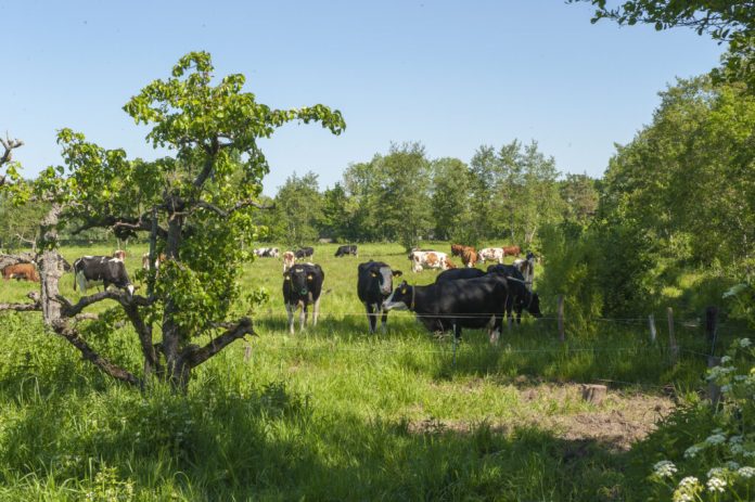 Agroforestry