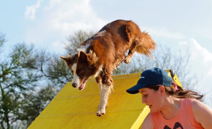 Sporten met hond