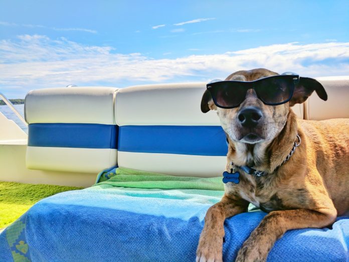 hond in de zomer