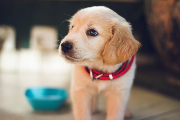 Jonge hond met halsband