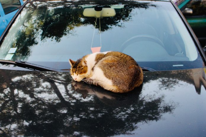 slapende kat op een auto