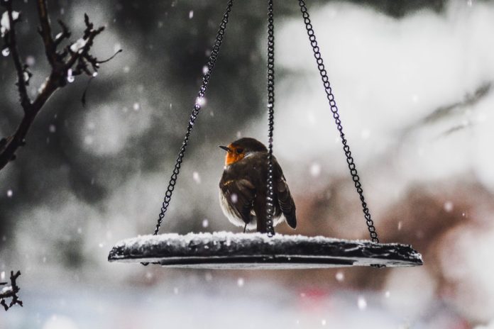 Vogel op voederschaal