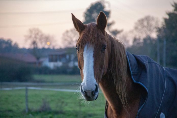 paardendeken