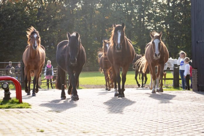 Paardenkamp Soest