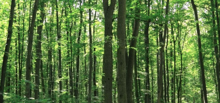 ‘We willen in 2040 1500 hectare bos erbij hebben’
