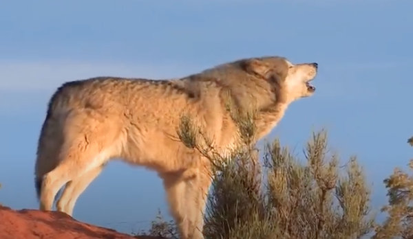 Wat te doen bij een wolf volgens Staatsbosbeheer
