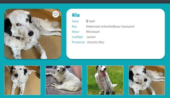 hond Ria bij Dierenzorg Eemland