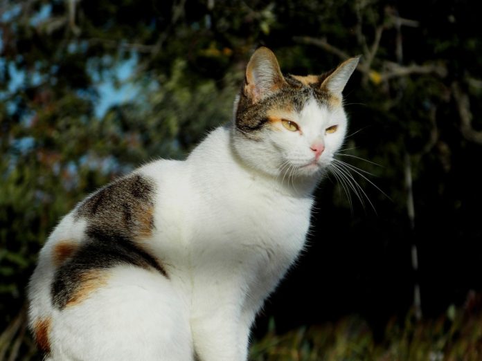 kat in de natuur